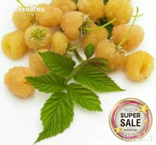 20 качествени Семена от Британска Есенна Златна Малина Златни наситени Сладки Малини от Колумбия, снимка 17 - Сортови семена и луковици - 50221087