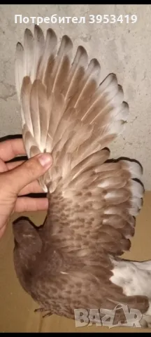 пеперуди, снимка 5 - Гълъби - 49345597