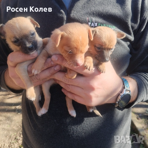 Малки Пинчерчета 