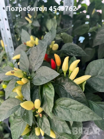 Екзотични люти чушки в саксия, снимка 4 - Градински цветя и растения - 51202444
