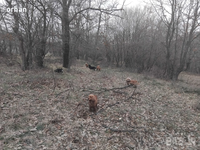 6 бр работещи кучета , снимка 9 - Кокер шпаньол - 53461757