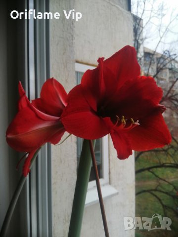 Луковици Амарилис