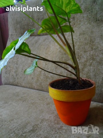 Сингониум, цвете на щастието в керамична кашпа, снимка 5 - Стайни растения - 39350954