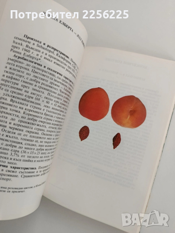 Малка полмология ( 1 и 2), снимка 7 - Специализирана литература - 53154707