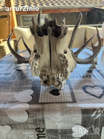 Рога и глава от елен, снимка 2 - Други животни - 51803017