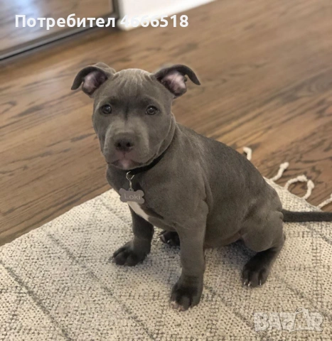 Питбул кученца, снимка 2 - Питбул - 53474859