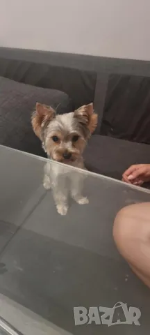 Мъжко йорки за разплод, снимка 4 - Йоркширски териер - 48523455
