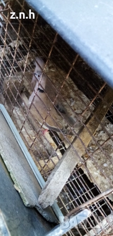  Пеещи гугудки скумрийки