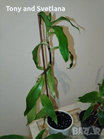 Ароматна Кализия (Calisia Fragrans) - стайно цвете с широко приложение в народната медицина , снимка 7 - Стайни растения - 53489071