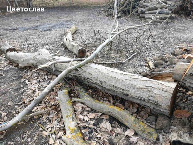 Орех с разрешение в Шуменско, снимка 4 - Декорация за дома - 42110680