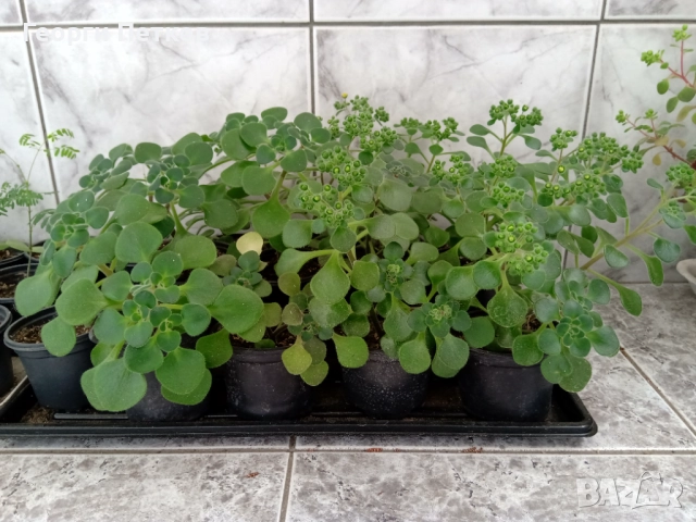 Айхризон ( Дървото на Парите), снимка 5 - Стайни растения - 52797810