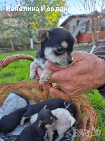 Мини чихуахуа две момченца