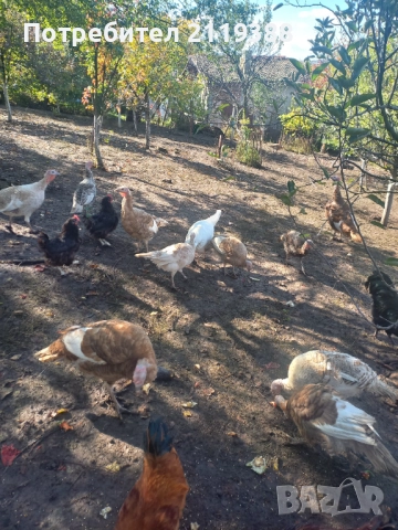 Пуйки на 6.месеца, снимка 5 - Кокошки и пуйки - 52105351