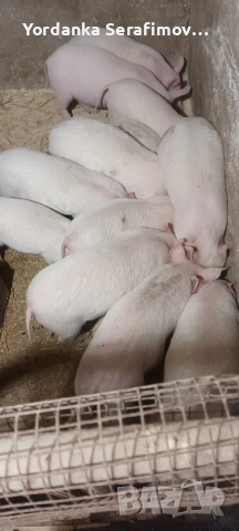 прасенца, снимка 3 - Прасета - 52814781