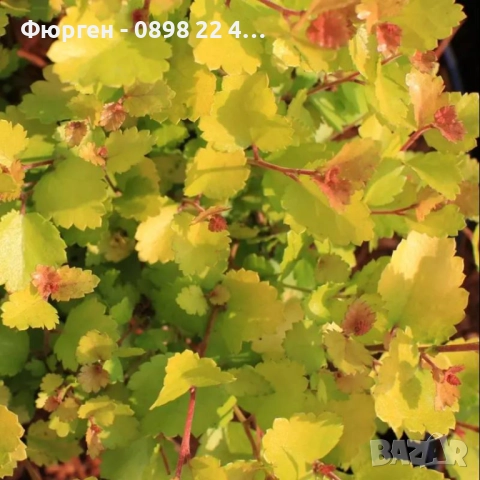 Жълта бреза джудже – Betula Golden Nana, снимка 2 - Разсади - 52714432