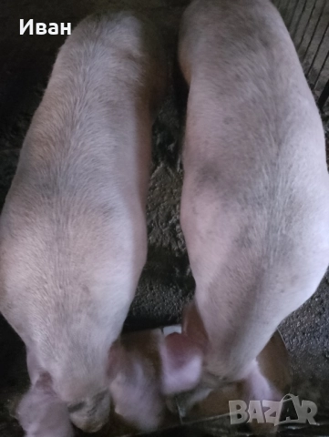 продавам прасе за клане 