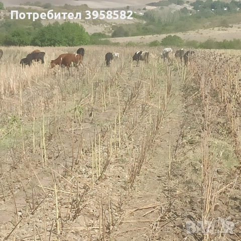 телета и млечни крави черношарено нрегион , снимка 2 - Други - 50426811