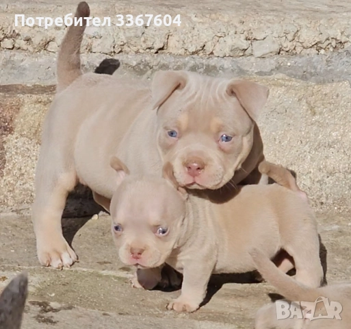 Американско були покет , снимка 2 - Други - 52320444