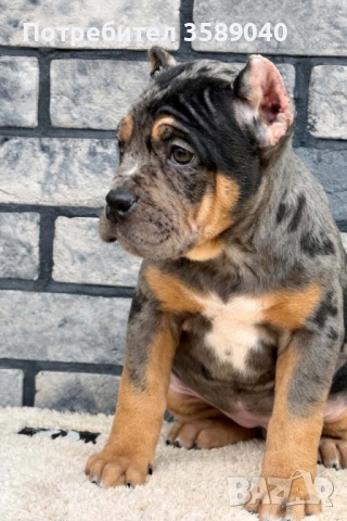 American Bully XL, снимка 4 - Други - 52942066