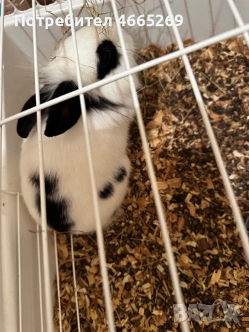 Декоративно черно-бяло зайче си търси нов дом., снимка 3 - Други животни - 53461125