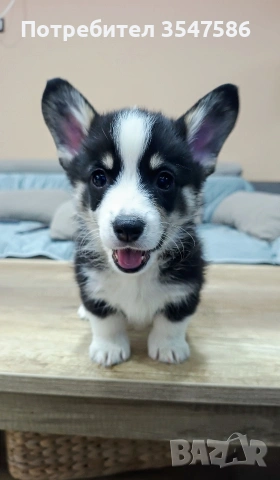 Трицветни кученца Уелско корги пембрук - мъжки, снимка 5 - Други - 53220591