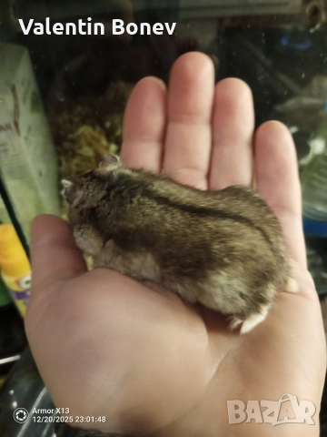 Мини хамстери, много игриви.