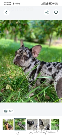 френски булдог бебета, снимка 3 - Френски булдог - 52585927