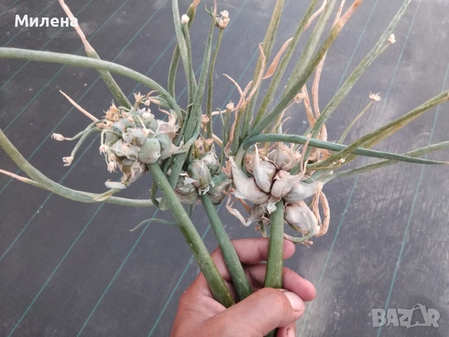 Вечен лук, многоетажен лук, въздушен лук, живораждащ лук , снимка 17 - Градински цветя и растения - 45035276
