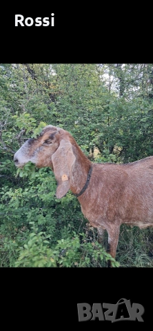 Англо-нубийски пръчлета за разплод, снимка 14 - Кози - 53256998