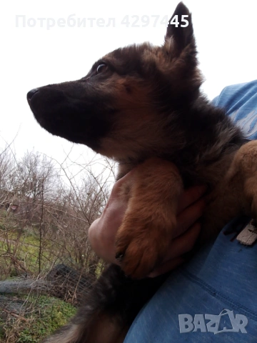 Продавам немски овчарки , снимка 5 - Немска овчарка - 53473620