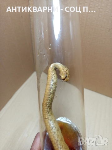 Стара Образователна Препарирана Носорога Усойница Пепелянка. , снимка 6 - Антикварни и старинни предмети - 52930839