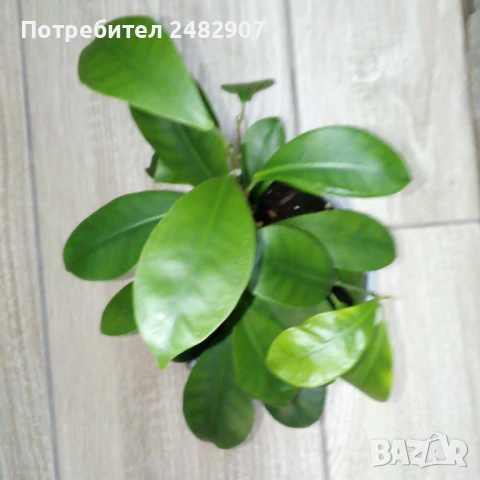 Фикус "Женшен" , снимка 6 - Стайни растения - 51303755