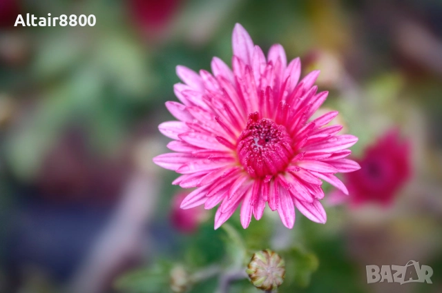 Nikon AF 35-70mm f/2.8D Nikkor обектив Никон #2/4, снимка 14 - Обективи и филтри - 52248051