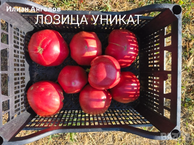 Семена от стари селски сортове домати,краставици и други, снимка 14 - Сортови семена и луковици - 52629365