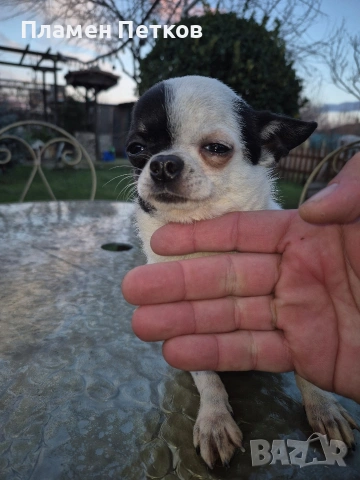 Мини Чихуахуа, снимка 4 - Чихуахуа - 53181307
