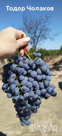 Продавам грозде Мавруд, снимка 1