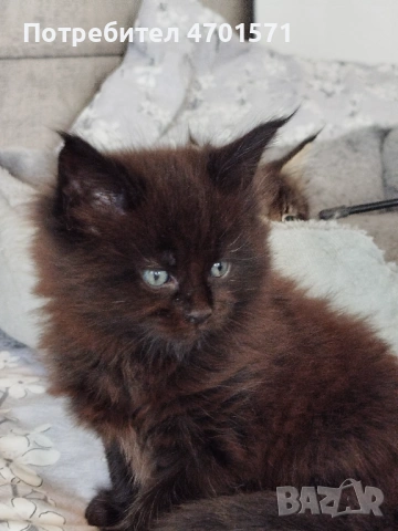 Котенца Мейн Куун, снимка 5 - Мейн кун - 53010652