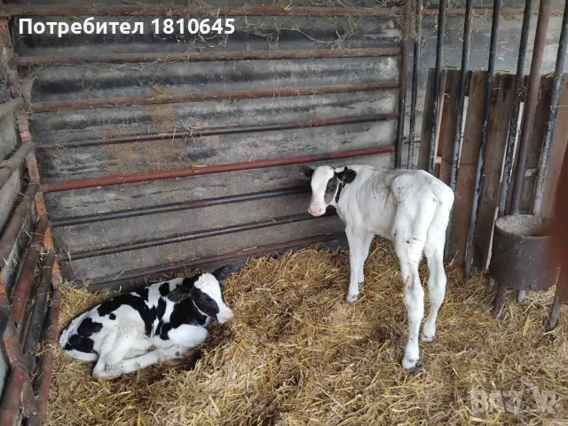 Месодайни и черношарени телета