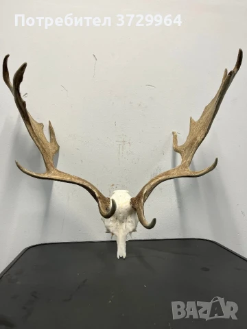 Елен лопатар , снимка 3 - Други - 50469938