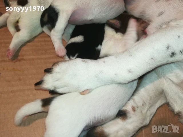 ДЖАК РЪСЕЛ-КУЧЕНЦА 1908251818, снимка 14 - Джак ръсел териер - 51420983