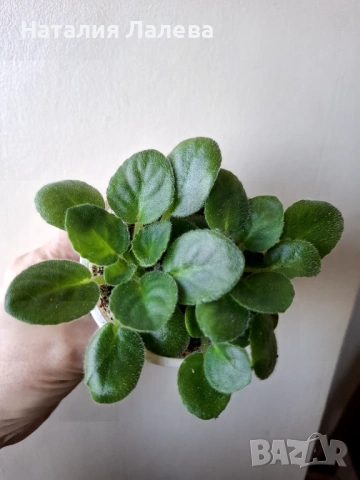 Мини сентполия, Mac's Toreador Trophy, снимка 2 - Стайни растения - 53138623
