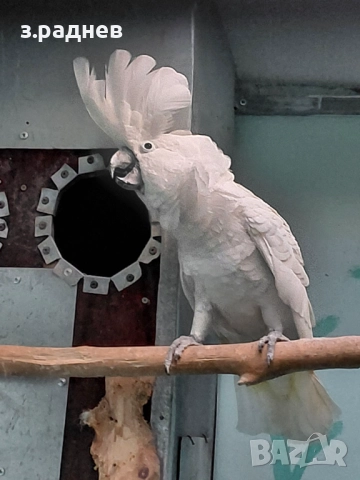 Какаду алба, снимка 4 - Папагали - 52251378