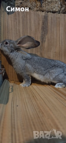  зайци , снимка 4 - Други - 52652543