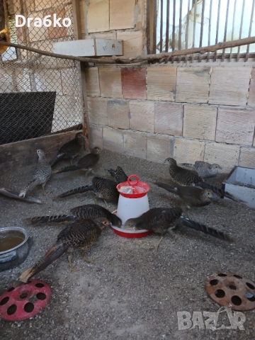  жълто и червено златни фазани , снимка 4 - други­ - 37746619