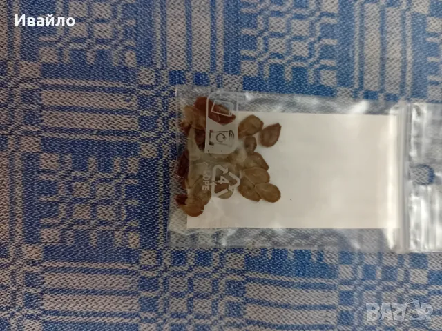 Calotropis procera - Содомска ябълка - семена, снимка 2 - Сортови семена и луковици - 50007981