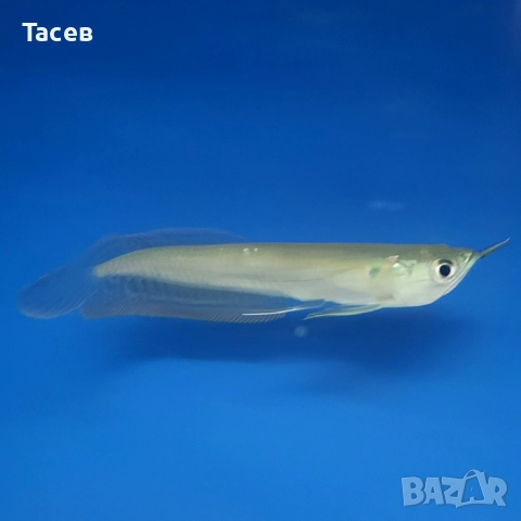 Сребърна арована 8см