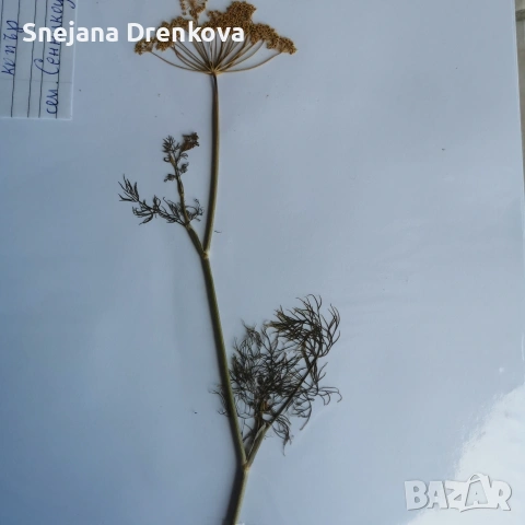 Систематичен хербарий, снимка 7 - Ученически пособия, канцеларски материали - 53034232