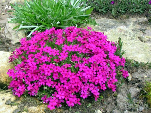 Продавам цветя Флокс за градината - разсад за пролетно засаждане, снимка 2 - Разсади - 28716156