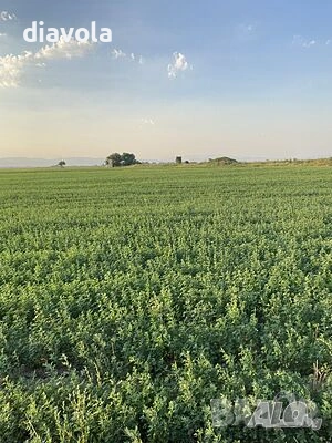 Люцерново семе