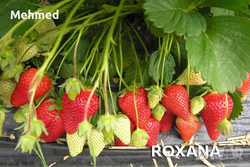 Продавам разсад целогодишни ягоди сорт Роксана, снимка 3 - Разсади - 53258982